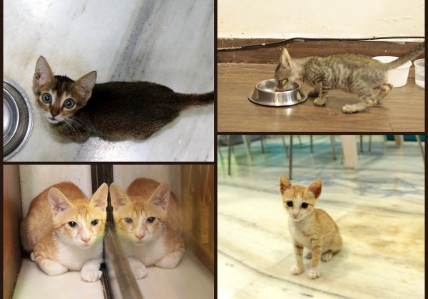 Four Adorable Kittens Are Looking for Loving Homes!