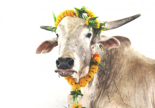 Prince Harry and Meghan Markle’s Royal Wedding Gift From PETA India Is … a Bull!