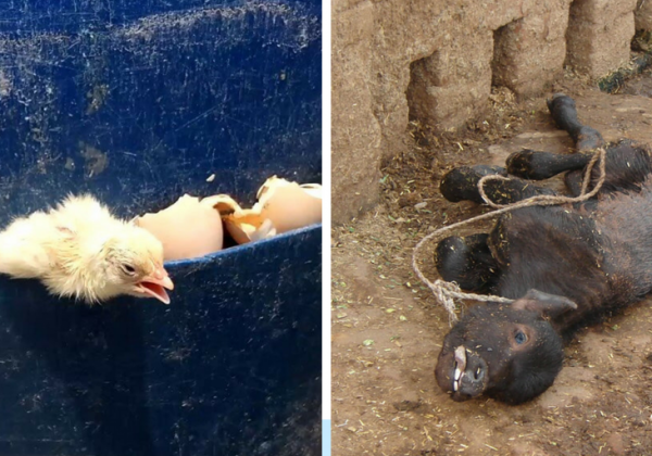 Save the Boy Child: The Egg and Dairy Industries Kill Male Chicks and Calves
