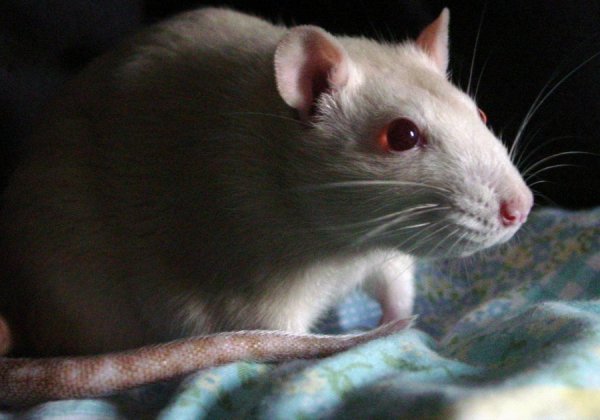 Victory: Rabbits, Guinea Pigs, Other Animals to be Spared Cruel Tests