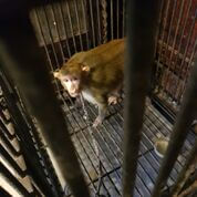 PETA India, Forest Department Rescue Sick Monkey and Parakeets from Mumbai Apartment