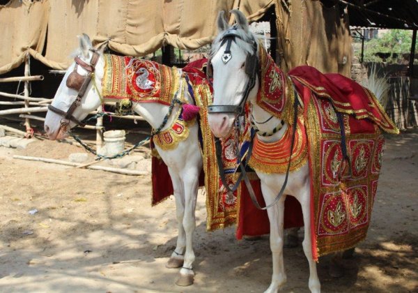 अनुमान लगाए की किस मशहूर हस्ती (सेलिब्रिटी जोड़े) के विवाह में घोड़े का इस्तेमाल नही हुआ ?