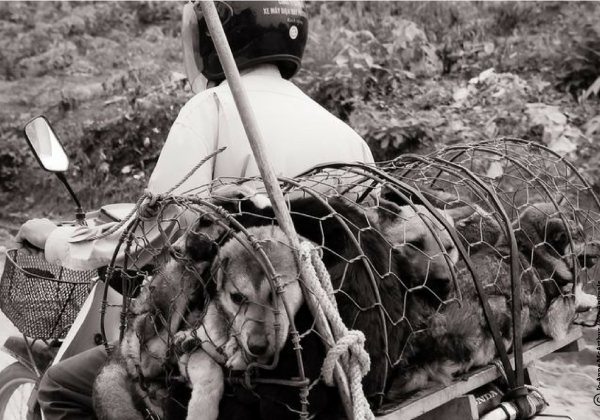 Help Dogs Like Those Killed for the Yulin Dog-Eating Festival