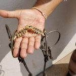 Spiked bits on horses