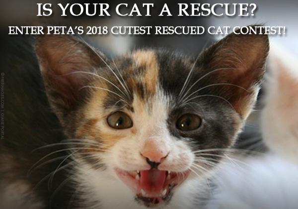 Is Your Cat the Cutest Cat Alive?