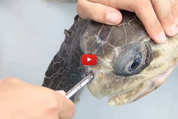 This Injured Turtle Will Make You Think Twice About Plastic