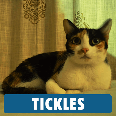 Tickles and her two siblings were found after their mother died. Arushi got two kittens adopted and fell for Tickles at the very sight of her. Tickles is a now a very important part of Ayushi's family.