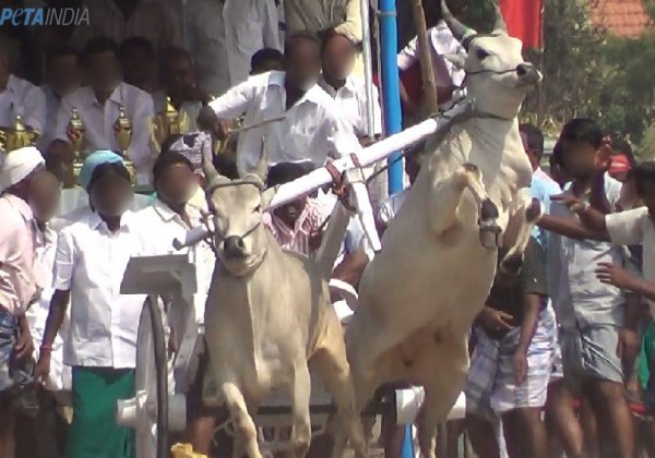 Bulls electrically shocked and beaten at illegal rekla races in Tamil Nadu