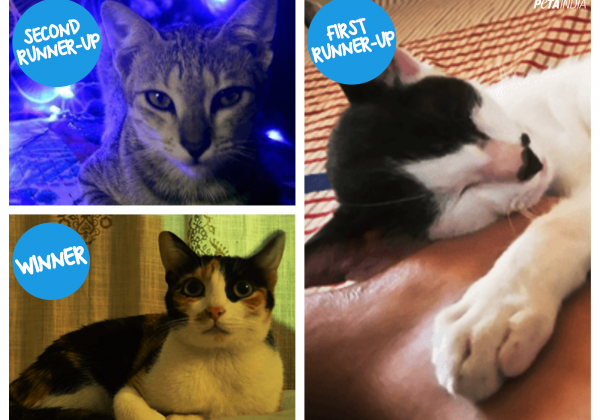 Meet PETA’s 2018 Cutest Rescued Cat Alive Winners