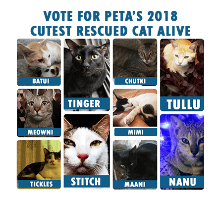 (VOTING IS CLOSED) Who is PETA’s 2018 Cutest Rescued Cat Alive?