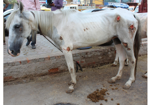 Delhi Police Seize Four Shockingly Malnourished, Injured Horses Used for Weddings