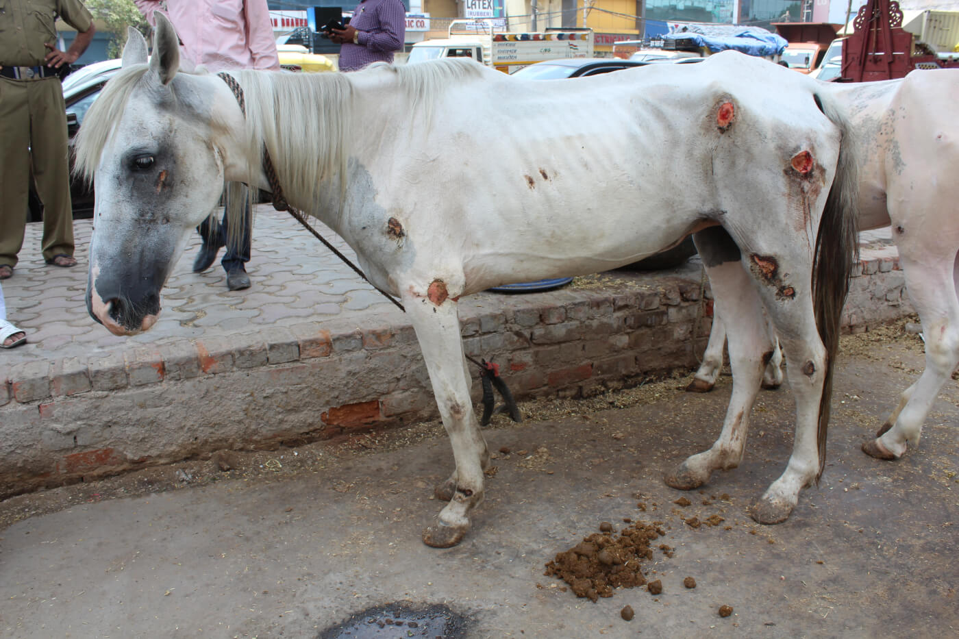 Delhi Police Seize Four Shockingly Malnourished, Injured Horses Used for Weddings