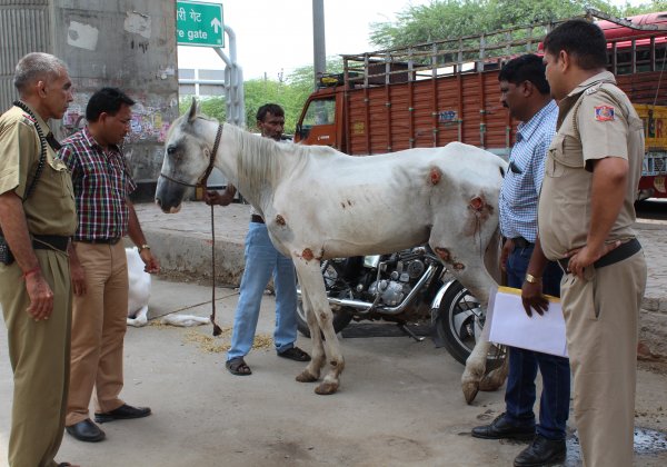 दिल्ली पुलिस ने शादी में इस्तेमाल होने वाले चार कुपोषित व घायल घोड़ों को जब्त किया