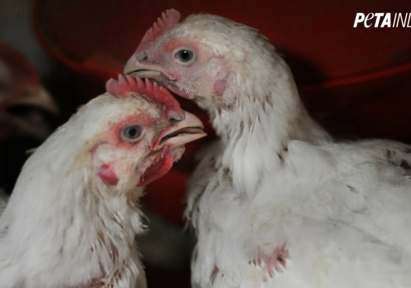 ‘वीवर्क’, मांस पर प्रतिबंध लगता है। PETA के पास उनके 6000 कर्मचारियों के लिए वीगन स्टार्टर किट है।