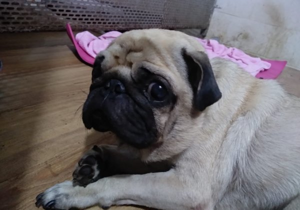 PETA इंडिया ने कार के अंदर बंदी बनाकर रखे ‘पग’ नस्ल के 2 घायल व बीमार कुत्तों को बचाया