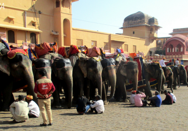 Rajasthan High Court Issues Notice to State Concerning Illegal Elephant Rides
