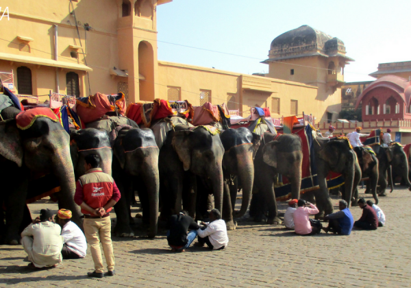 PETA India Goes to Rajasthan High Court to End Illegal Elephant Rides in Jaipur