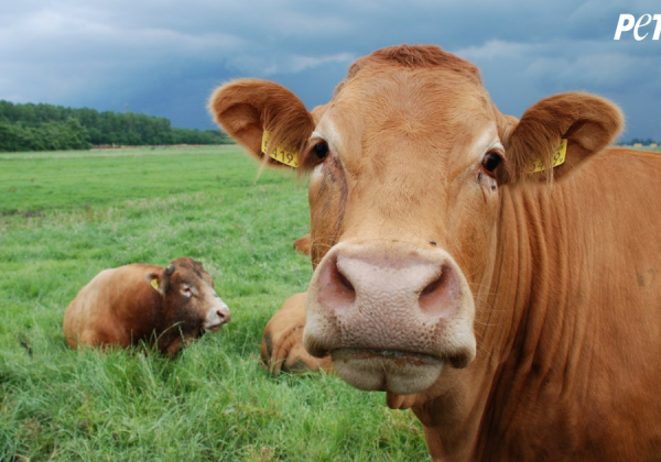 Award-Winning Documentary ‘H.O.P.E.’ Shows the Boundless Benefits of Vegan Eating