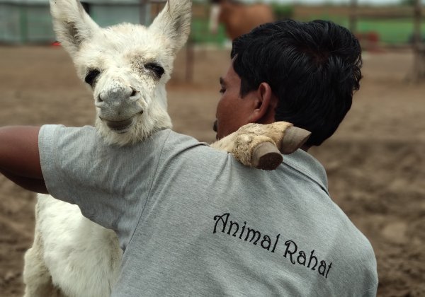 PETA इंडिया केरल में पशुओं के लिए ‘राहत’ पहुँचाने में मदद करता है।