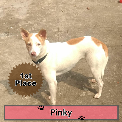 Voters helped Pinky win PETA India's 2018 Cutest Indian dog alive contest