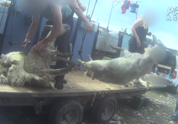 Breaking PETA Asia Investigation: Sheep in the UK Beaten, Stamped on, Cut, and Killed for Wool