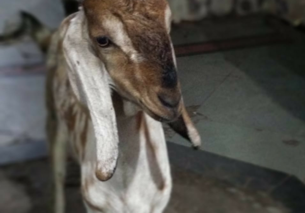 सेंट्रल रेलवे द्वारा जब्त की गयी व PETA इंडिया द्वारा बचाई गयी बकरी