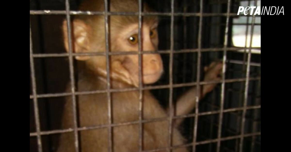 Monkeys Used for Begging RESCUED! - Blog - PETA India Monkeys Used for Begging RESCUED! - Blog - PETA India