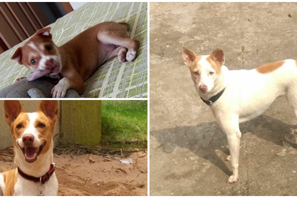 Meet PETA India’s 2018 ‘Cutest Indian Dog Alive’ Winners