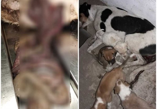 PETA इंडिया ने मुंबई पुलिस से आग्रह किया कि निर्भया जैसी कोई और घटना न होने दें।