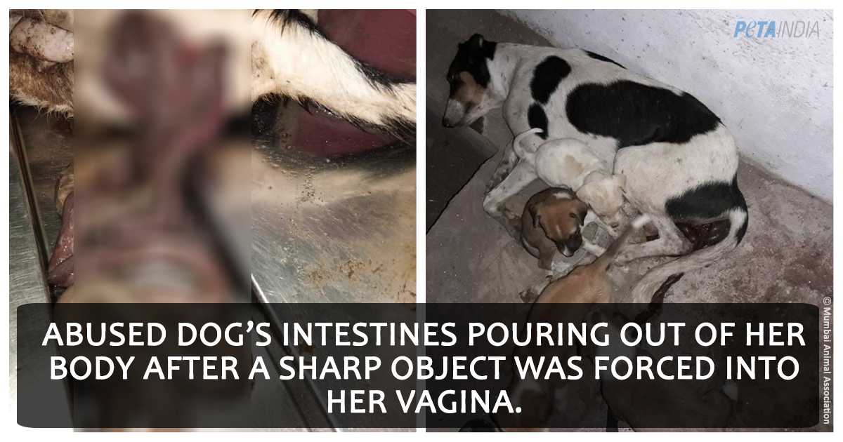 forced bestiality PETA India Calls On Mumbai Police to Prevent Another Nirbhaya-Like Case -  Blog - PETA India