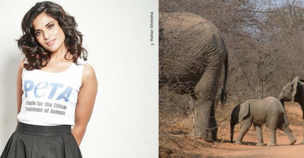 ट्रेन-हाथी की ख़तरनाक टक्कर को समाप्त करने के लिए ‘रिचा चड्ढा’ व PETA इंडिया की संयुक्त पहल