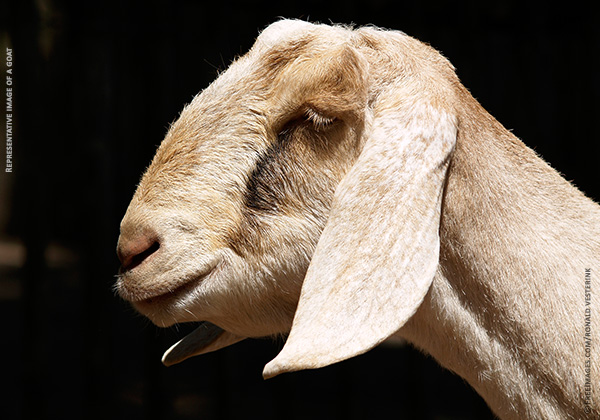 Goat’s Rape Prompts PETA India Appeal to Ensure Bestiality Remains Punishable Under the Indian Penal Code