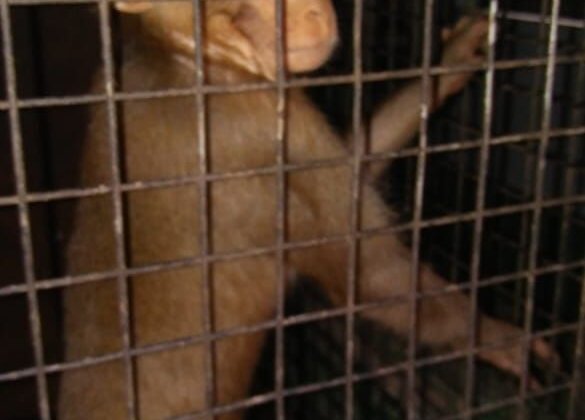 Monkeys Used for Begging RESCUED!