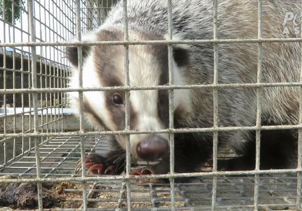 Bludgeoned for Brushes: PETA Asia Reveals Rampant Cruelty on Badger Farms