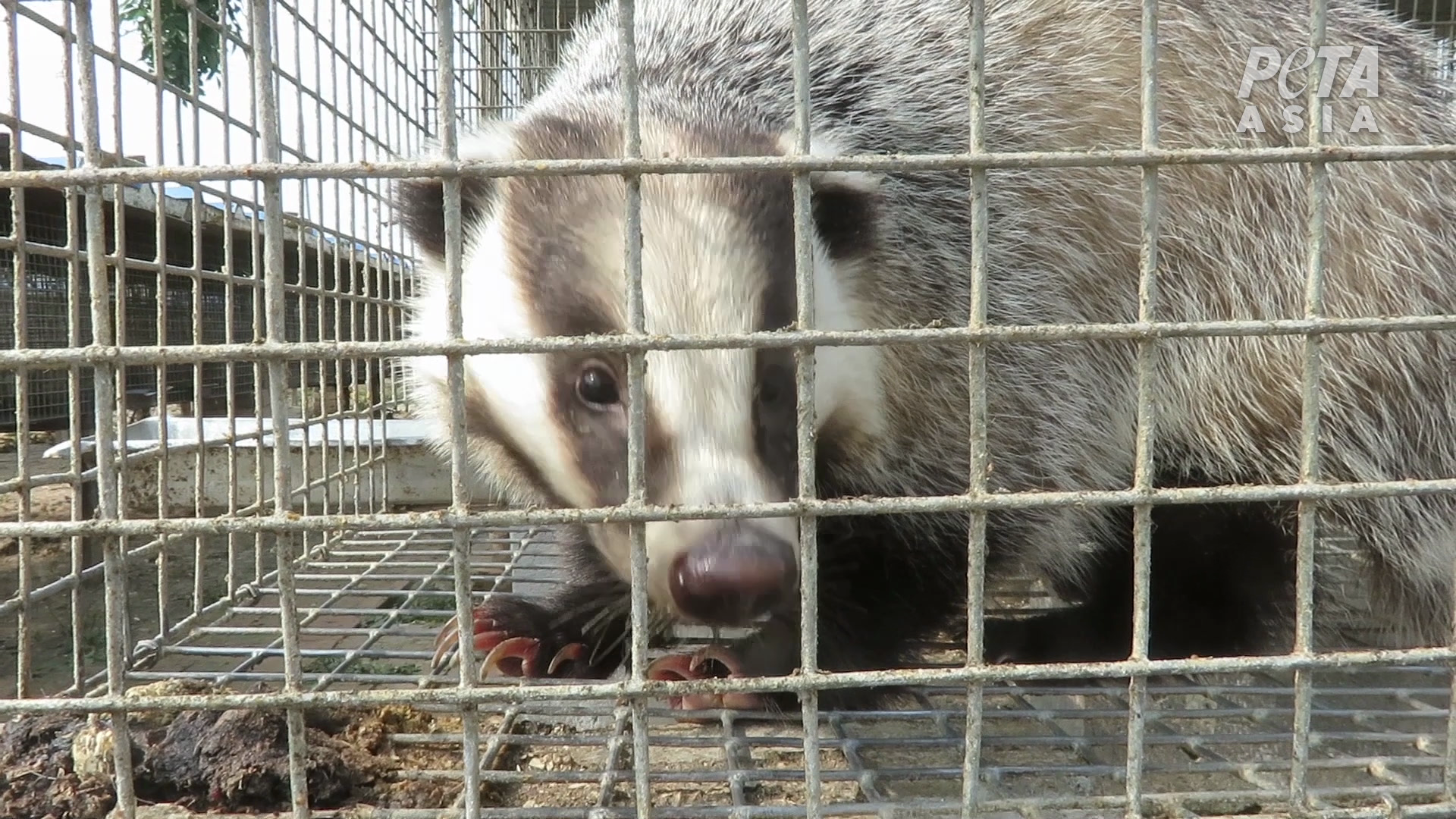 Bludgeoned for Brushes: PETA Asia Reveals Rampant Cruelty on Badger Farms