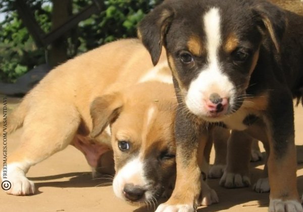 PETA India Demands Psychiatric Evaluation, Counselling for Thane Children Who Tortured Three Puppies to Death