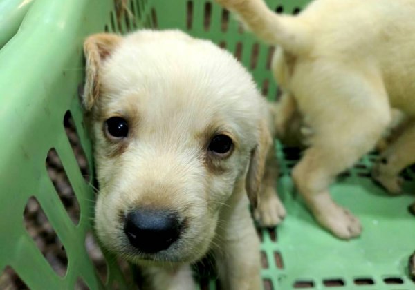 Urge Quikr to Stop Animal Ads