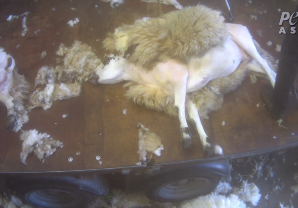 BREAKING: Sheep Beaten, Kicked, Cut, and Thrown Around in Scotland