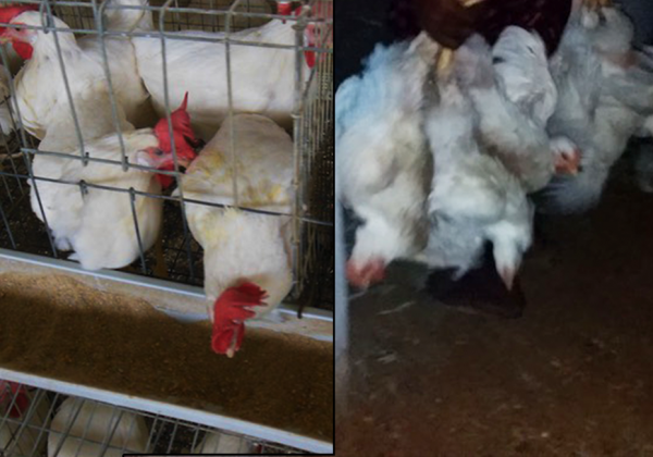 Hens Are Maimed, Starved, and Imprisoned for Their Eggs