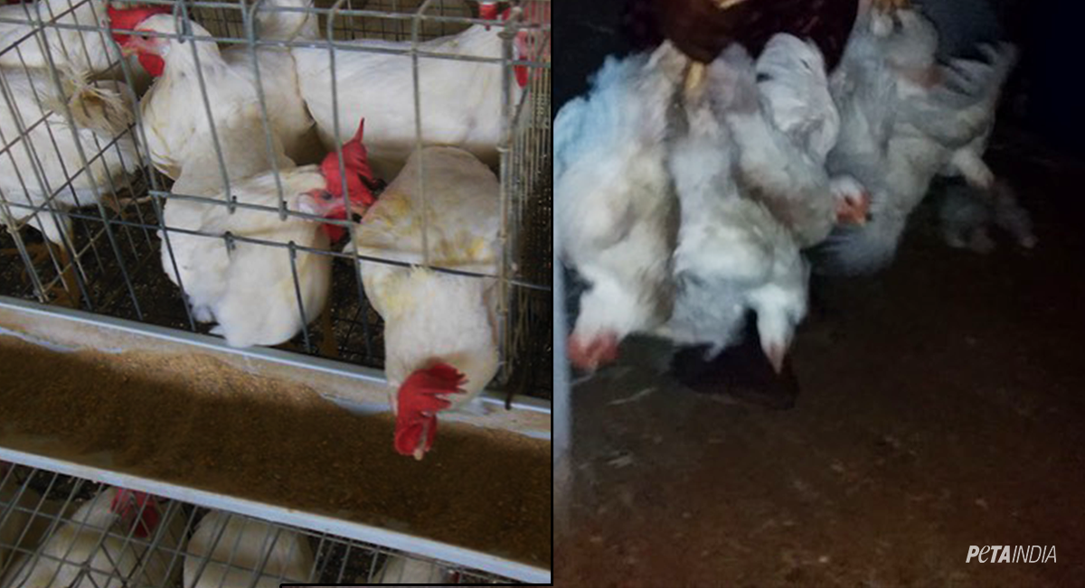 Hens Are Maimed, Starved, and Imprisoned for Their Eggs