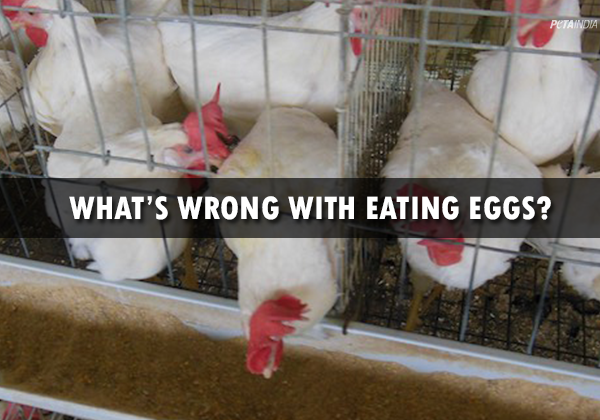 Investigation Proves That It’s Wrong to Eat Eggs
