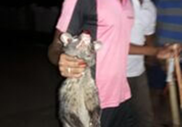 राजनंदगाँव में पुलिस द्वारा मारी गयी सीविट बिल्ली की मौत पर पीपल फॉर एनिमल्स एवं PETA इंडिया द्वारा न्याय की मांग