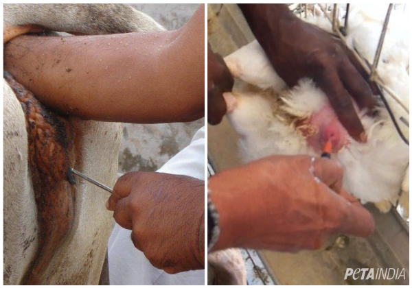 This Vegetarian Awareness Month, Consider Shocking Sexual Abuse on Farms