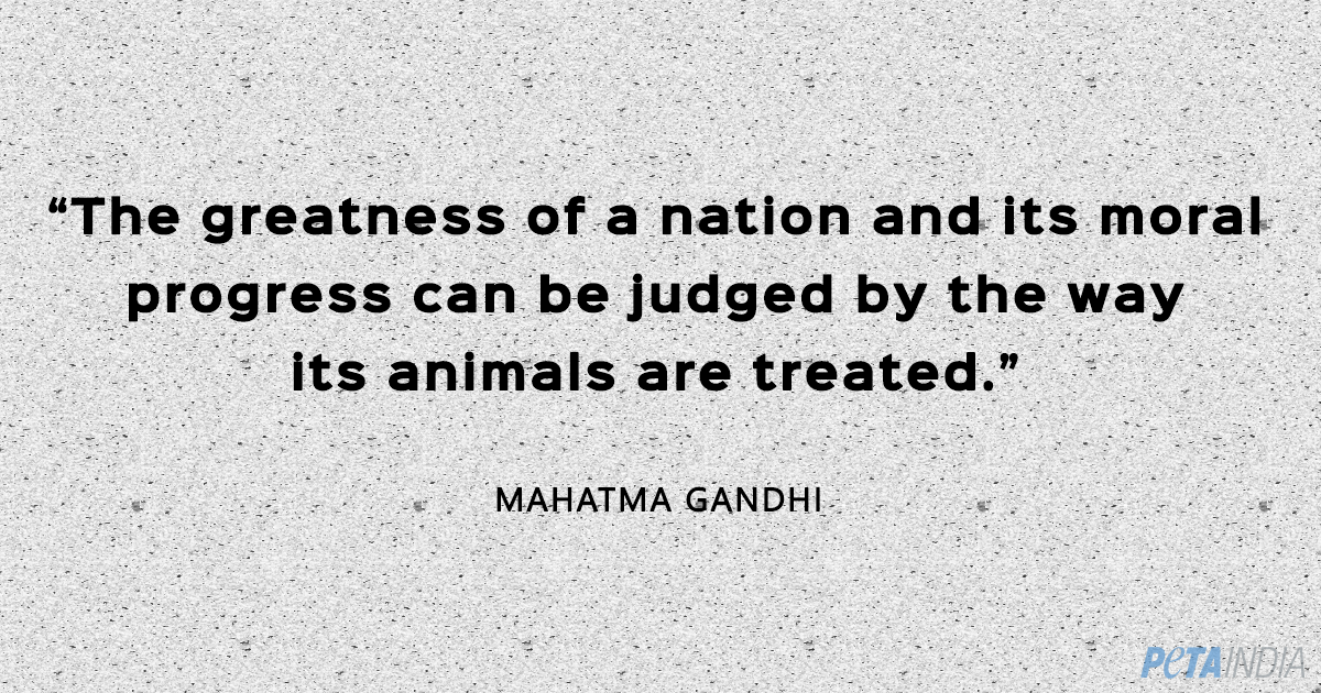 These Mahatma Gandhi Quotes Will Inspire You - Blog - PETA India These Mahatma Gandhi Quotes Will Inspire You - Blog - PETA India