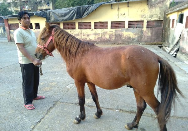 PETA India Awarded Custody of 17 Horses Used for Illegal Rides