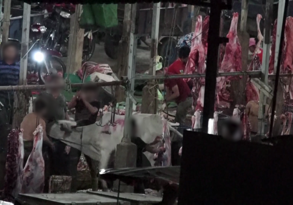Breaking: Workers Caught Bludgeoning Cows With Sledgehammers for Meat and Leather