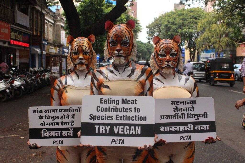 Want to Save Tigers? Here's Why You Should Go Vegan! - Blog - PETA India