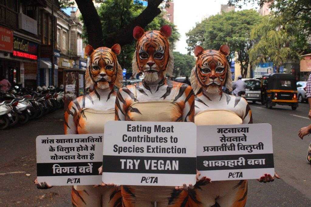 Want to Save Tigers? Here's Why You Should Go Vegan! - Blog - PETA India Want to Save Tigers? Here's Why You Should Go Vegan! - Blog - PETA India