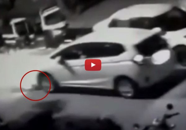 Following Complaints by PETA India and Others, Young Man Arrested for Running Over Dog