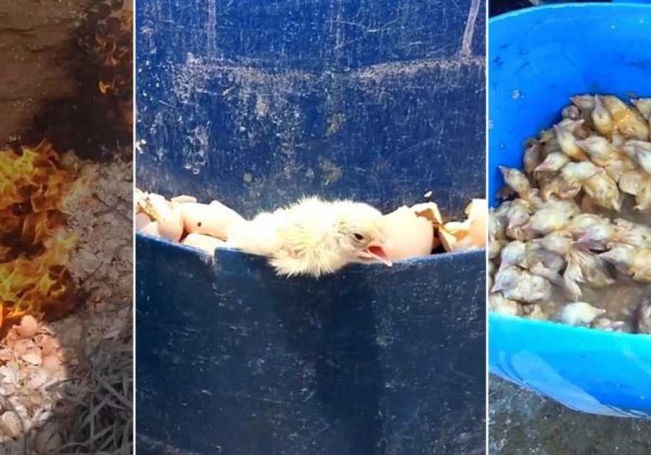 PETA India Files Court Petition Against Meat and Egg Industry’s Gruesome Killing of Unwanted Chicks